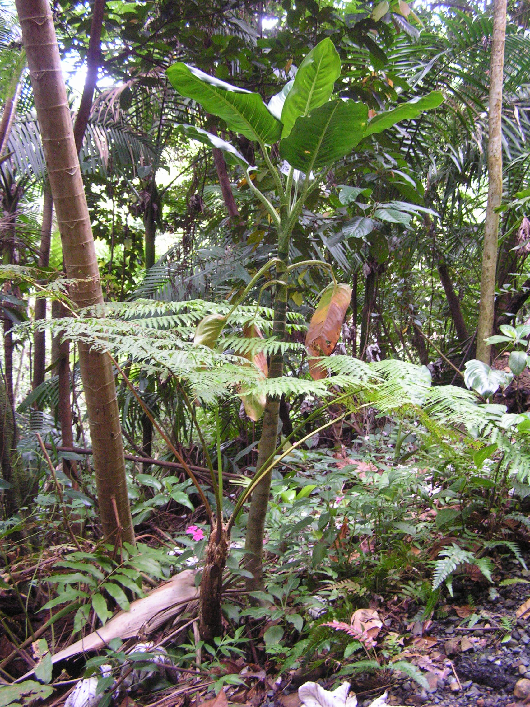 ./2005/Puerto Rico/Part 1/PICT0190.JPG